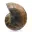 Ammonite polie : Géométrie marine de Madagascar — 7