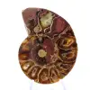 Ammonite de Madagascar : Finesse Minérale - 1