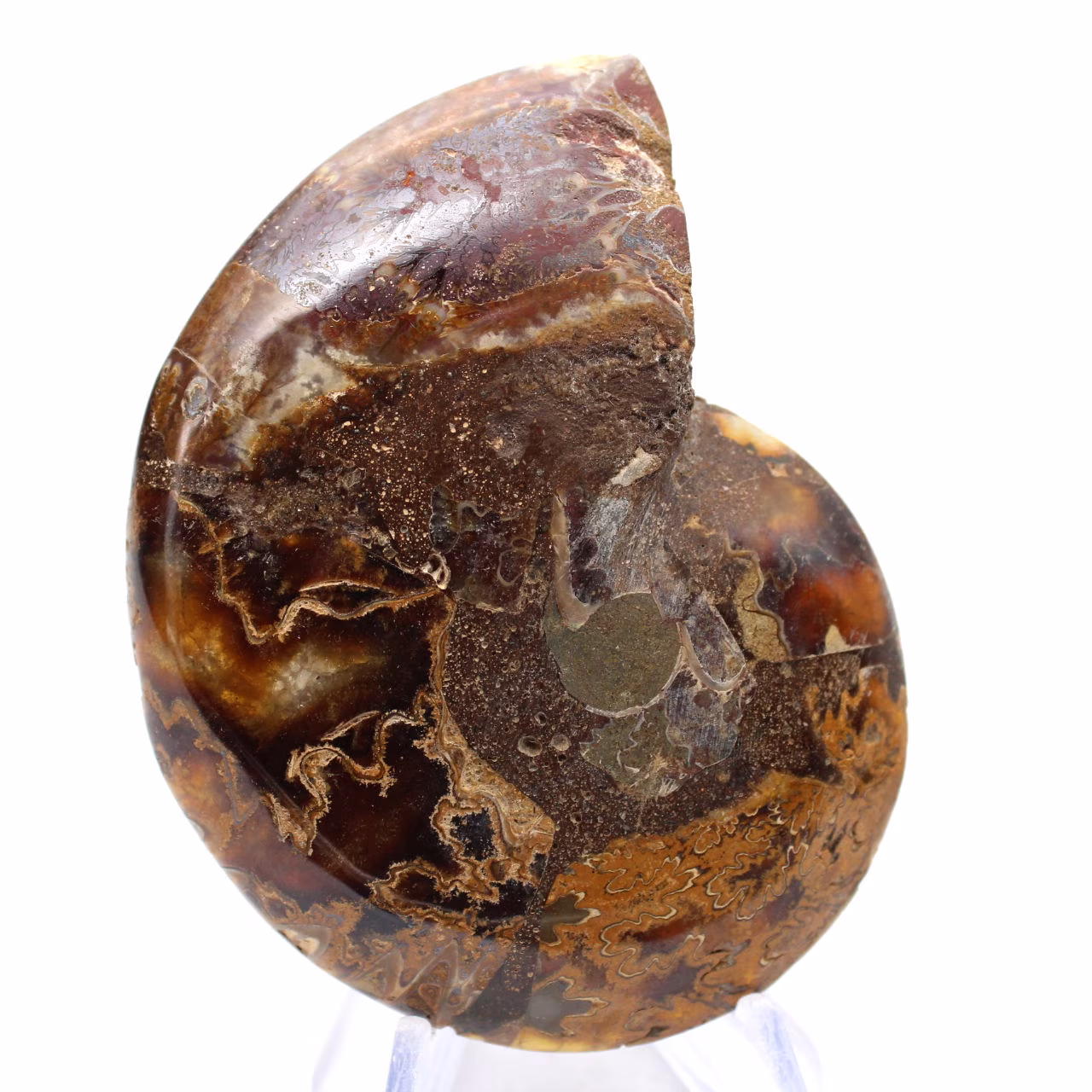 Ammonite de Madagascar : Finesse Minérale