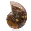 Ammonite polie : Géométrie marine de Madagascar - 9