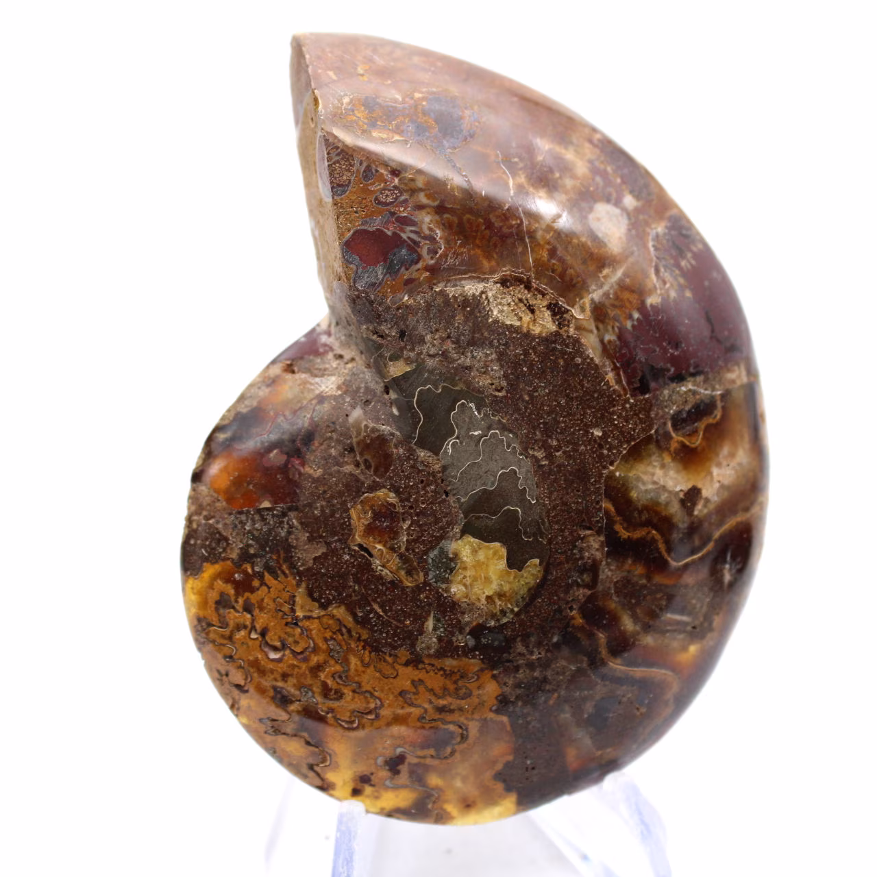 Spécimen d'Ammonite : La clarté de Mahajanga