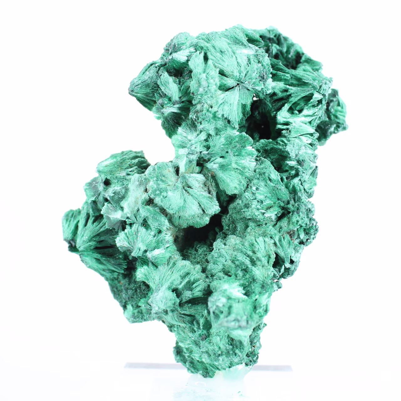Malachite fibreuse élancée de RDC, minéral authentique sur socle
