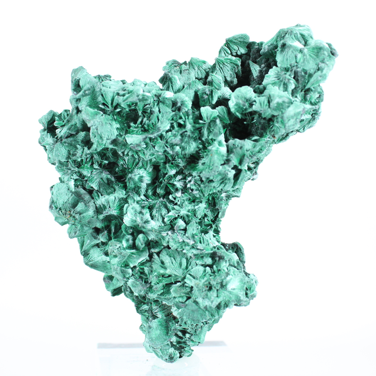 Agrégat de malachite du Congo-Kinshasa pour collectionneur, sur socle