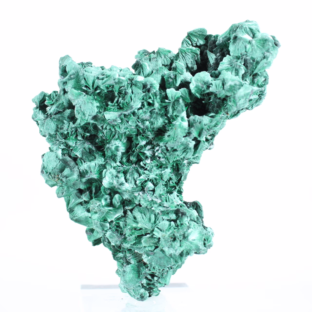 Agrégat de malachite du Congo-Kinshasa pour collectionneur, sur socle