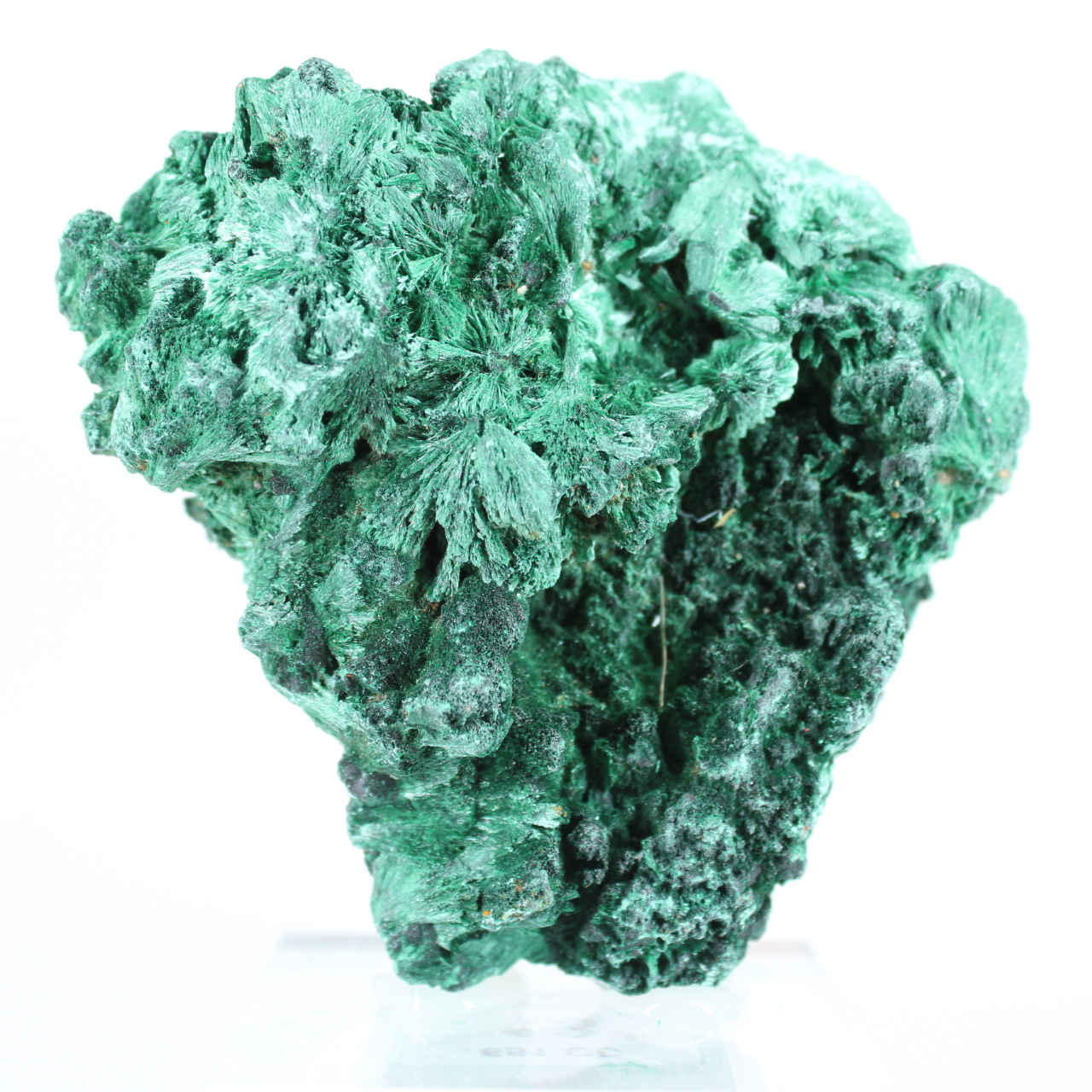Malachite verte naturelle du Congo en agrégat fibreux, sur socle