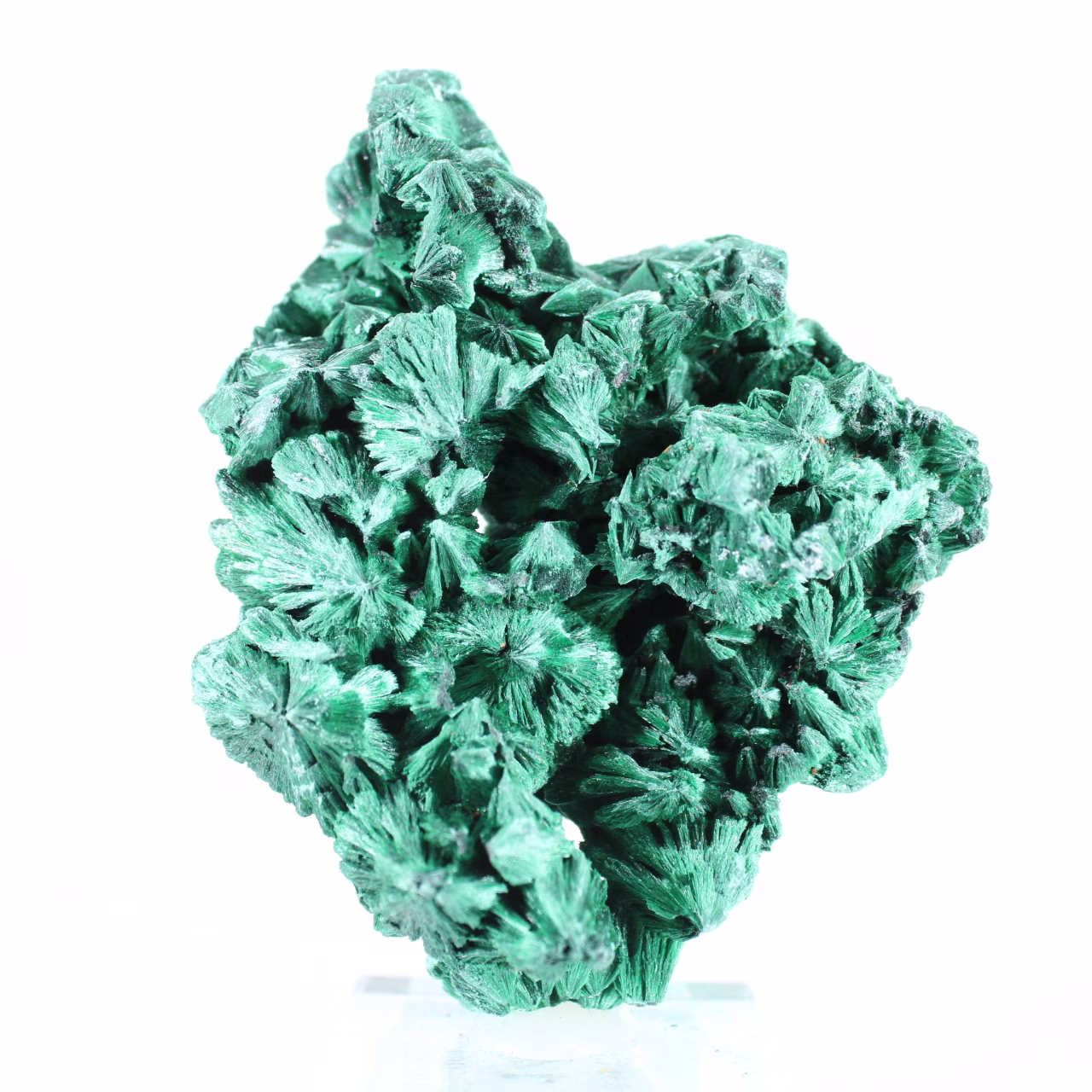 Échantillon de malachite fibreuse congolaise sur socle transparent