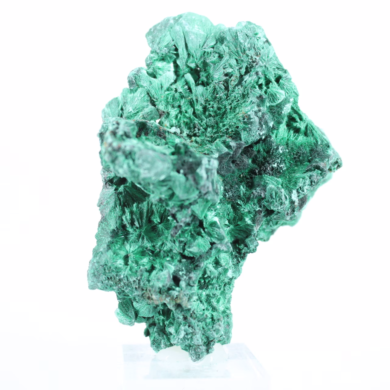 Malachite du Congo à structure fibreuse, spécimen minéral sur socle